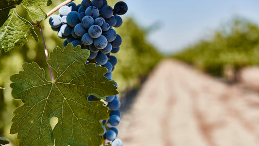 Red wine grapes hanging on a vine