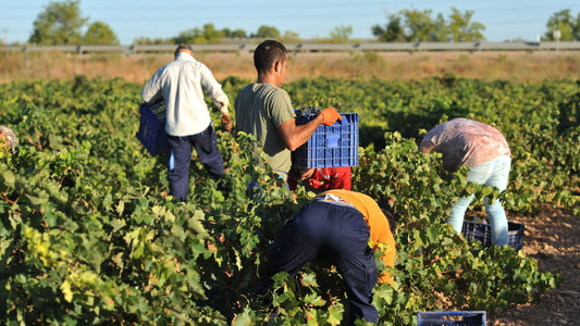 Grape pickers in a Spanish vineyard at harvest time