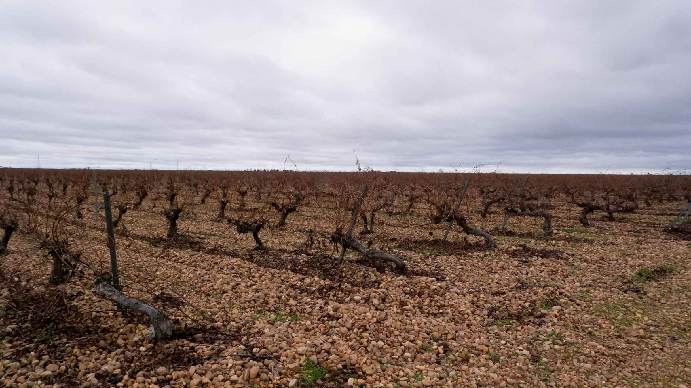 A vineyard at Spanish wine producer Bodegas Vidal Soblechero